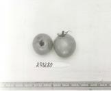 Click for 1 image(s) for this accession. FRUIT